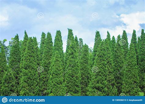 Green Pine Trees Group And Blue Sky On Background Stock Image Image