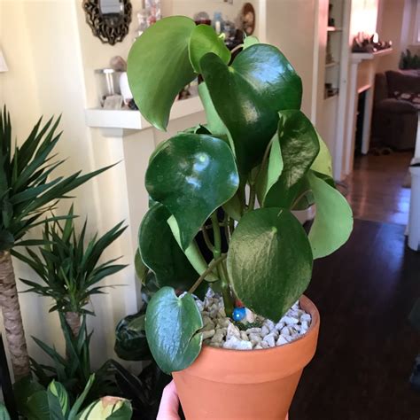 Peperomia Polybotrya Raindrop Peperomia Rain Drop In Gardentags