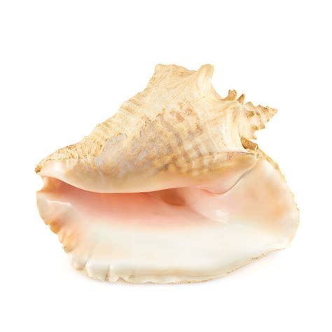 Conch Shell Craft Ideas For The Home Ebay