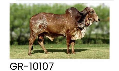 Gir Bull Frozen Semen Gr 10107 Packaging Size O25 Ml At Rs 35unit In Rajkot