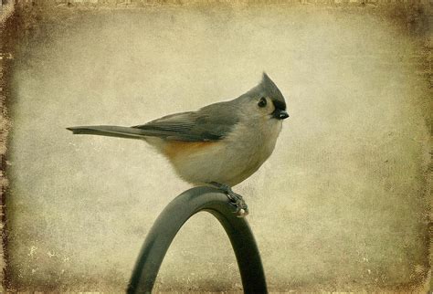 Tufted Titmouse Ii Photograph By Sandy Keeton