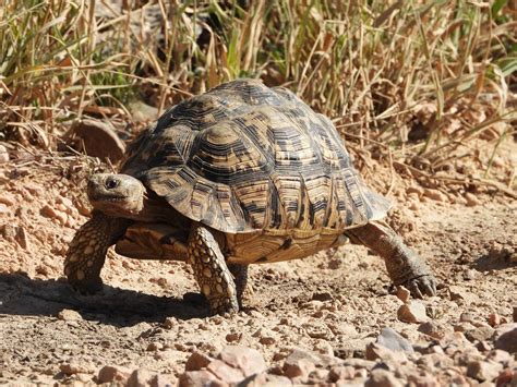 Metabolic Bone Disease And Your Tortoise Causes Prevention And