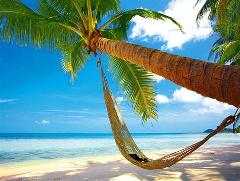 Beach With Palm Trees And Hammock