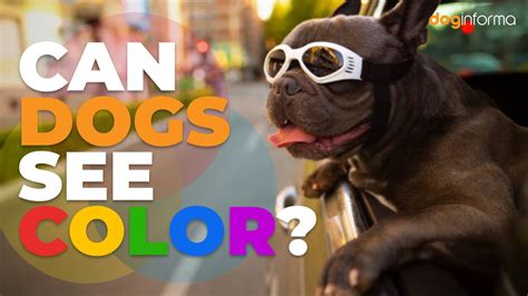 Can Dogs See Color How Do Dogs See The World Youtube
