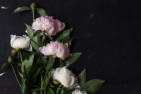 Cropped Peonies On Black Background