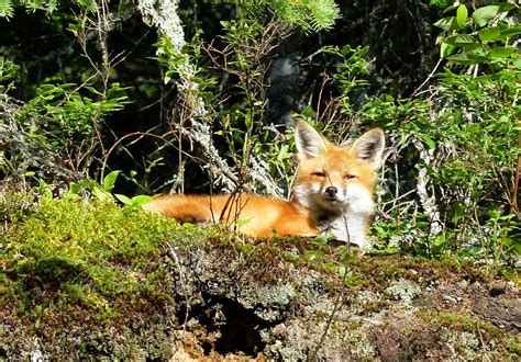 Nature Works Photography Spring In Algonquin Provincial Park 2014