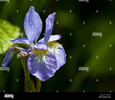 Single Blue Iris Flower Stock Photo Alamy