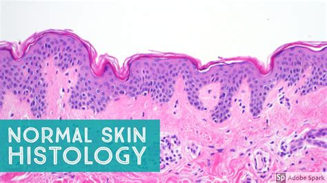 Labels are a means of identifying a product or container through a piece of fabric, paper, metal or plastic film onto which information about them is printed. Normal Skin Histology - Explained by a Dermatopathologist ...
