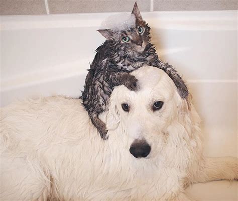 38 Pictures Of Two Dogs And A Cat Who Just Love Doing Everything
