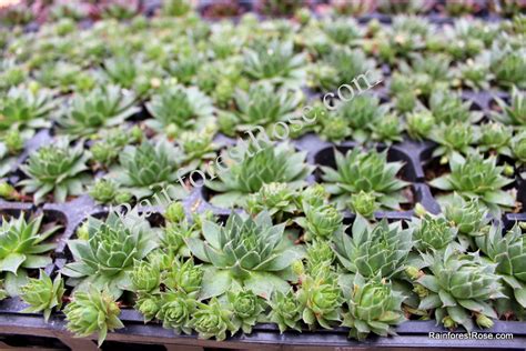 Sempervivum Kalinda 50 Plants Cactus Succulents Product Usa Zone 5 8
