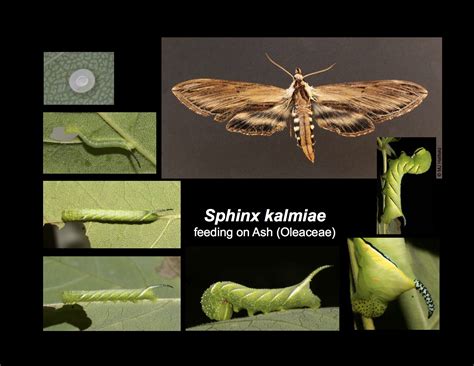 Sphinx Moth Life Cycle