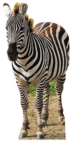 Buy Jungle Safari Zebra Cardboard Cutout Standee Standup Prop Party