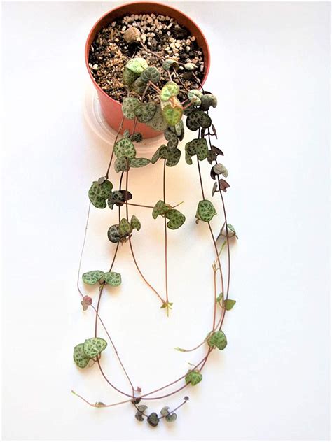 Koo Retails String Of Heart Ceropegia Woodii Rosary Vine Succulent