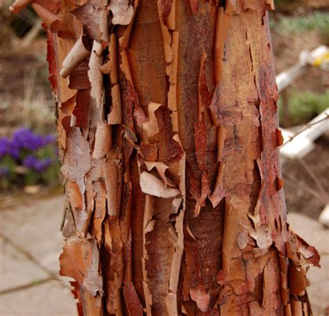 Coolest Tree Bark The Worlds Best Gardening Blog