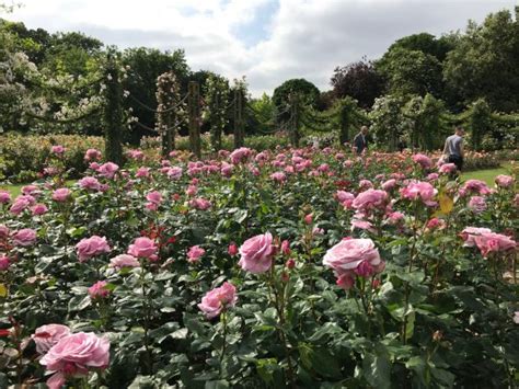 Queen Marys Rose Garden Mindfully Bertie