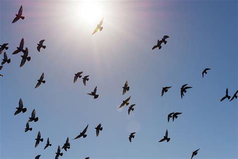 As Aves Voam Quando O Sol Está Em Movimento Educa