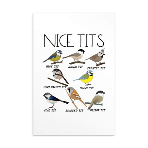 Nice Tits Postcard Nice Tits Card Birder Birthday Card Bird Etsy