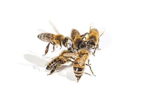 Group Of Honey Bees Fighting Isolated On White Stock Photo Image Of