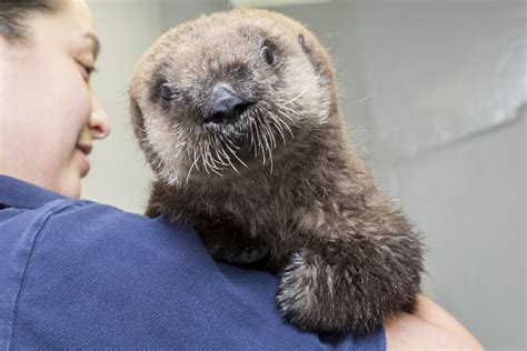 Shedd Aquarium’s Rescued Southern Sea Otter Pup Which Came To The Aquarium As Part Of A