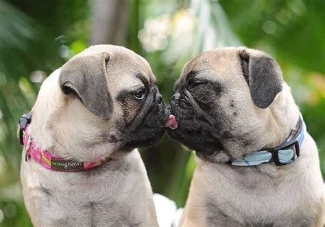 141 Best Images About Pugs On Pinterest A Pug Pug Love And Too Cute