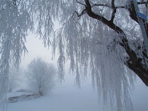 Free Images Tree Nature Forest Branch Snow Cold Fog Mist