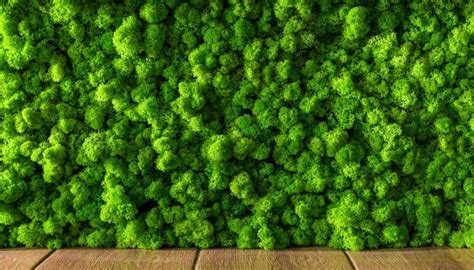 Living Moss Wall Not Your Average Wall Art Full Guide
