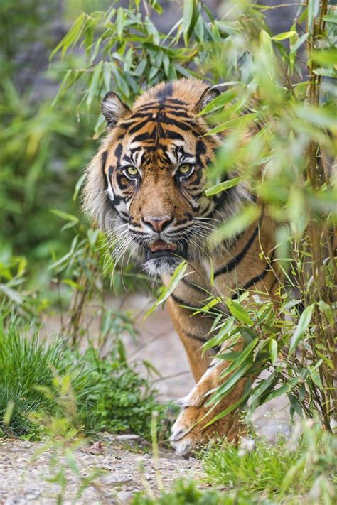 Sumatran Tiger Coming Out Of The Vegetation Tambako The Jaguar
