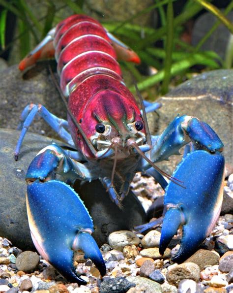 Meet The Thunderbolt Crayfish Also Known As Cherax Pulcher Fandom