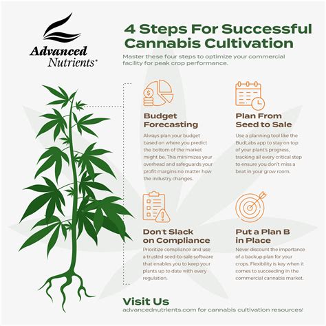 4 Planning Steps For Successful Cannabis Cultivation