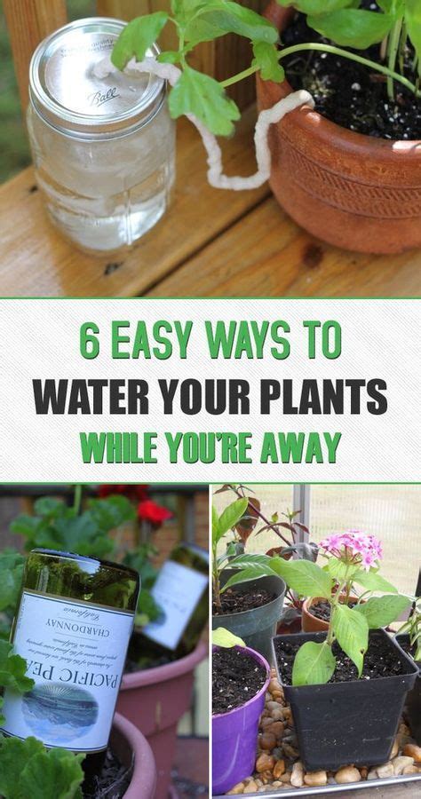 6 Ways To Water Your Plants While Youre Away Plants Water Plants