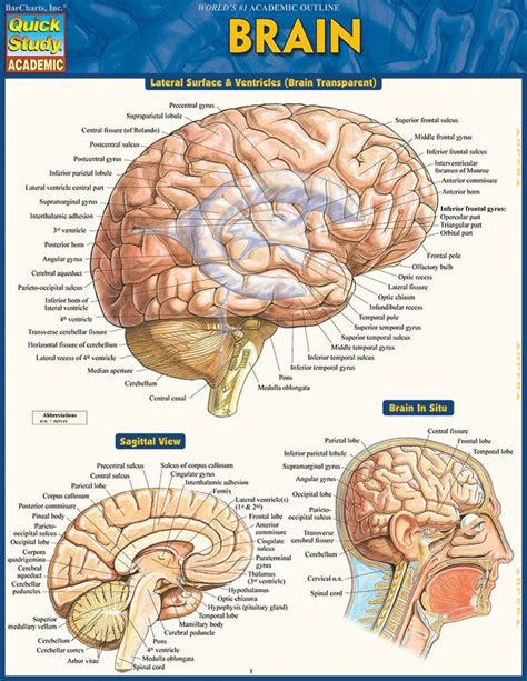 Quickstudy Brain Laminated Study Guide Brain Pictures Brain