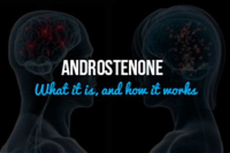 Androstenone What It Is And How It Works True Pheromone