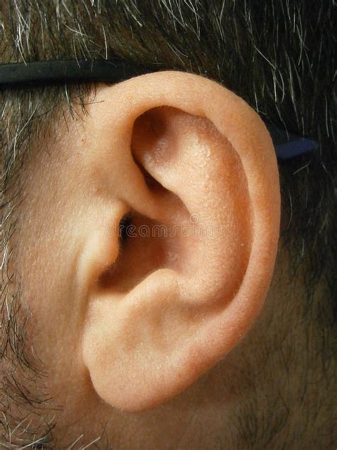 Healthy Side View Of The Ear Stock Photo Image Of Close Hearing