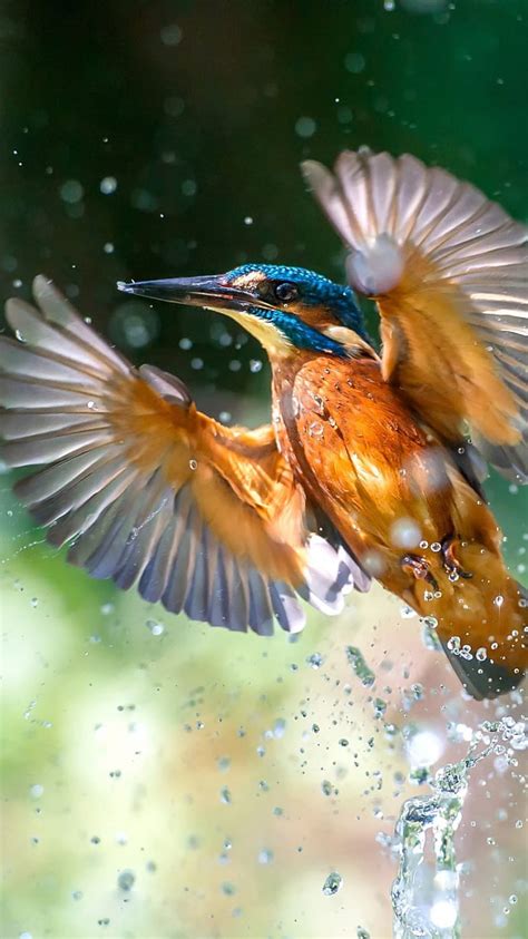 Bird Flight Water Splashes Kingfisher 750x1334 Iphone 7 Iphone 8