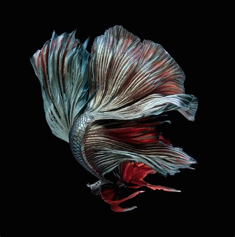 Siamese Fighting Fish Portraits Look Like Colorful Clouds Of Ink In