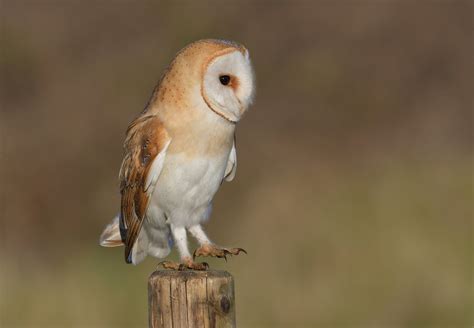 Barn Owl Cambridgeshire Fens Kevin Robson Flickr