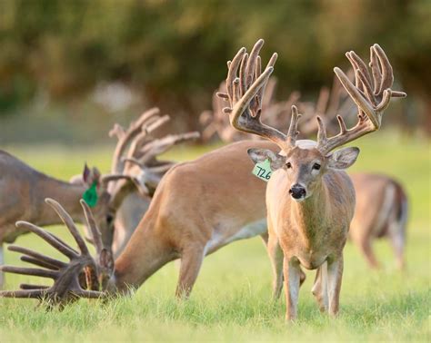 M3 Whitetailsthey Cant All Stay Some Have To Go Deer Breeder In