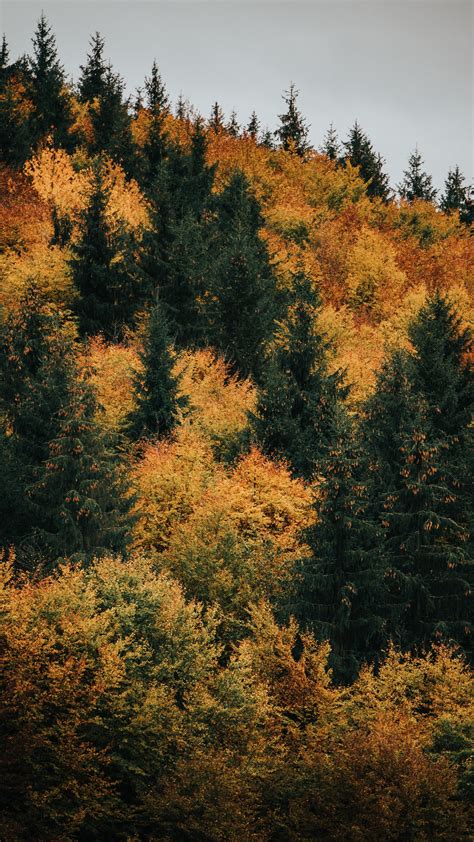 Download Wallpaper 2160x3840 Forest Trees Autumn Yellow Green