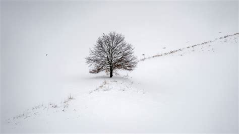 วอลเปเปอร์ หิมะ ฤดูหนาว แนวนอน ต้นไม้ 2560x1440 Wallpapermaniac