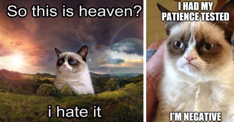 The Best Grumpy Cat Memes For The Eternally Dark Souls 32 Memes