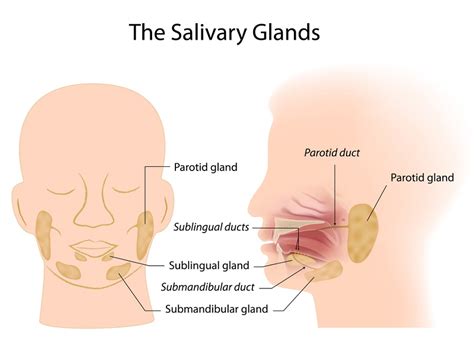 Salivary Glands Definition Function And Location Biology Dictionary