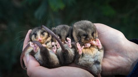 What Is Special About The Mountain Pygmy Possum