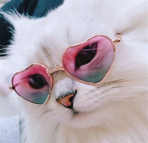 Pinterest Itssamsworld Cute Cats Cat Glasses Cat Sunglasses
