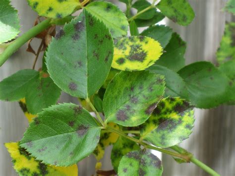 Black funguѕ or mucormycosis hаѕ. DIY Anti-Fungal Spray for Black Spot on Roses | Plants ...