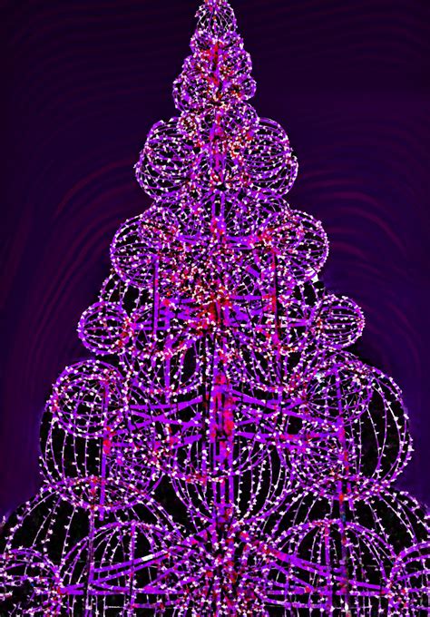 Purple Lights Tree Free Stock Photo Public Domain Pictures