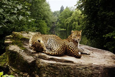 Two Leopards By Andrew Fladeboe Photography From United States