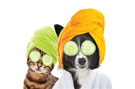 Some insurance providers place limits on the. Compare Pet Insurance From Just £1 a Week at GoCompare™
