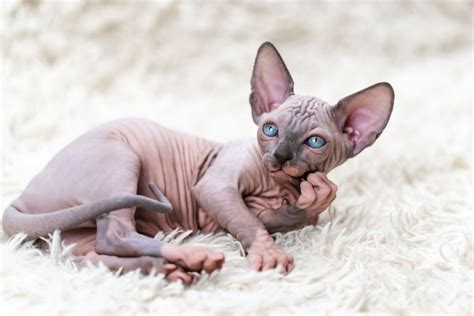 13 Sphynx Cat Breeders The Best Of The Best