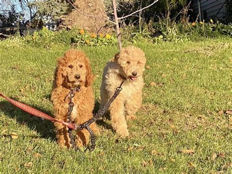 Standard Poodle Puppies For Sale Emmett Id 392373
