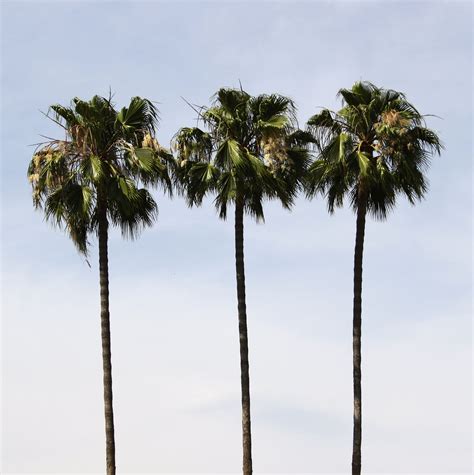 The Three Long Stem Palms Palm Trees Palm Plants
